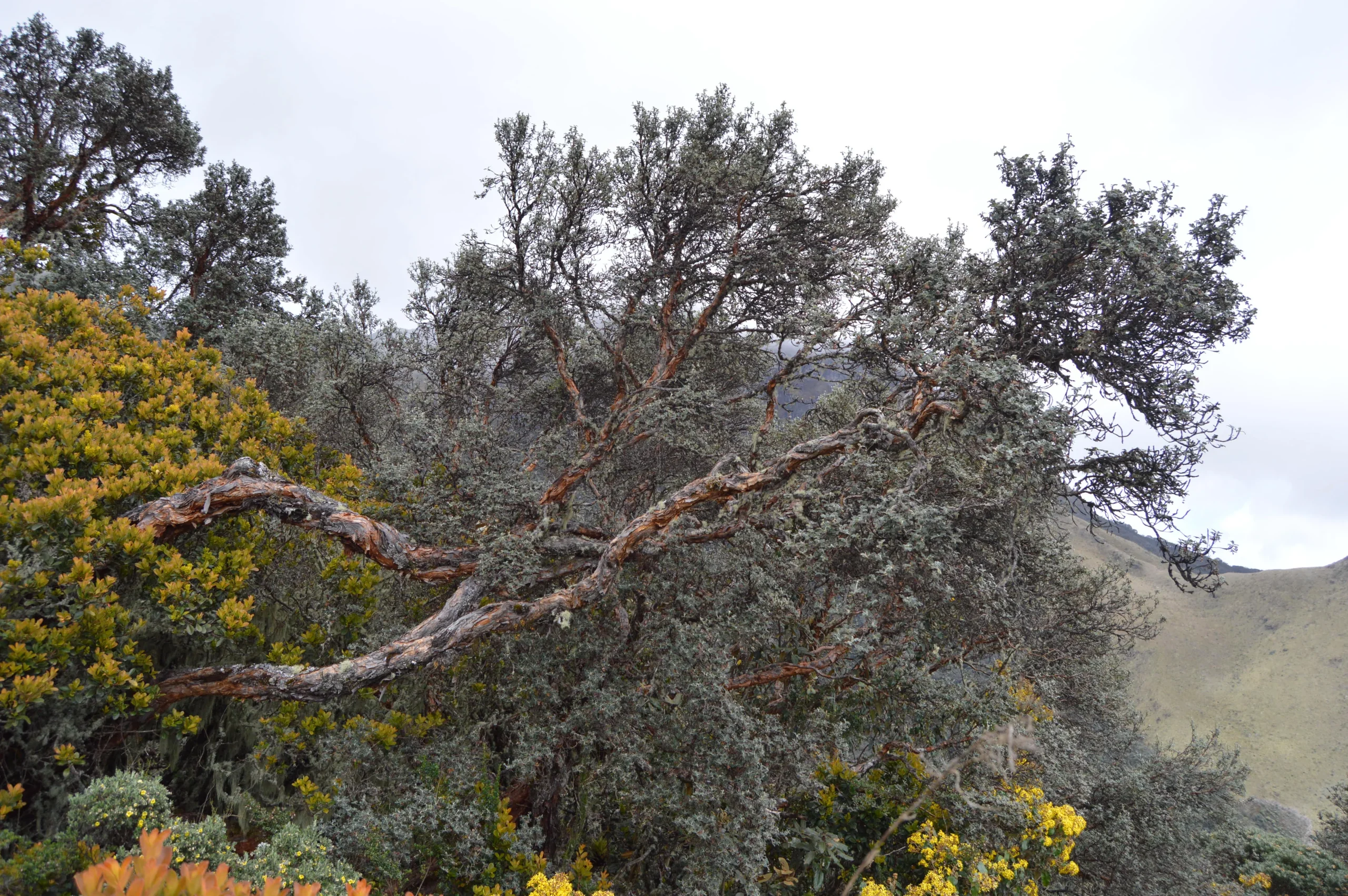 Árbol de Papel