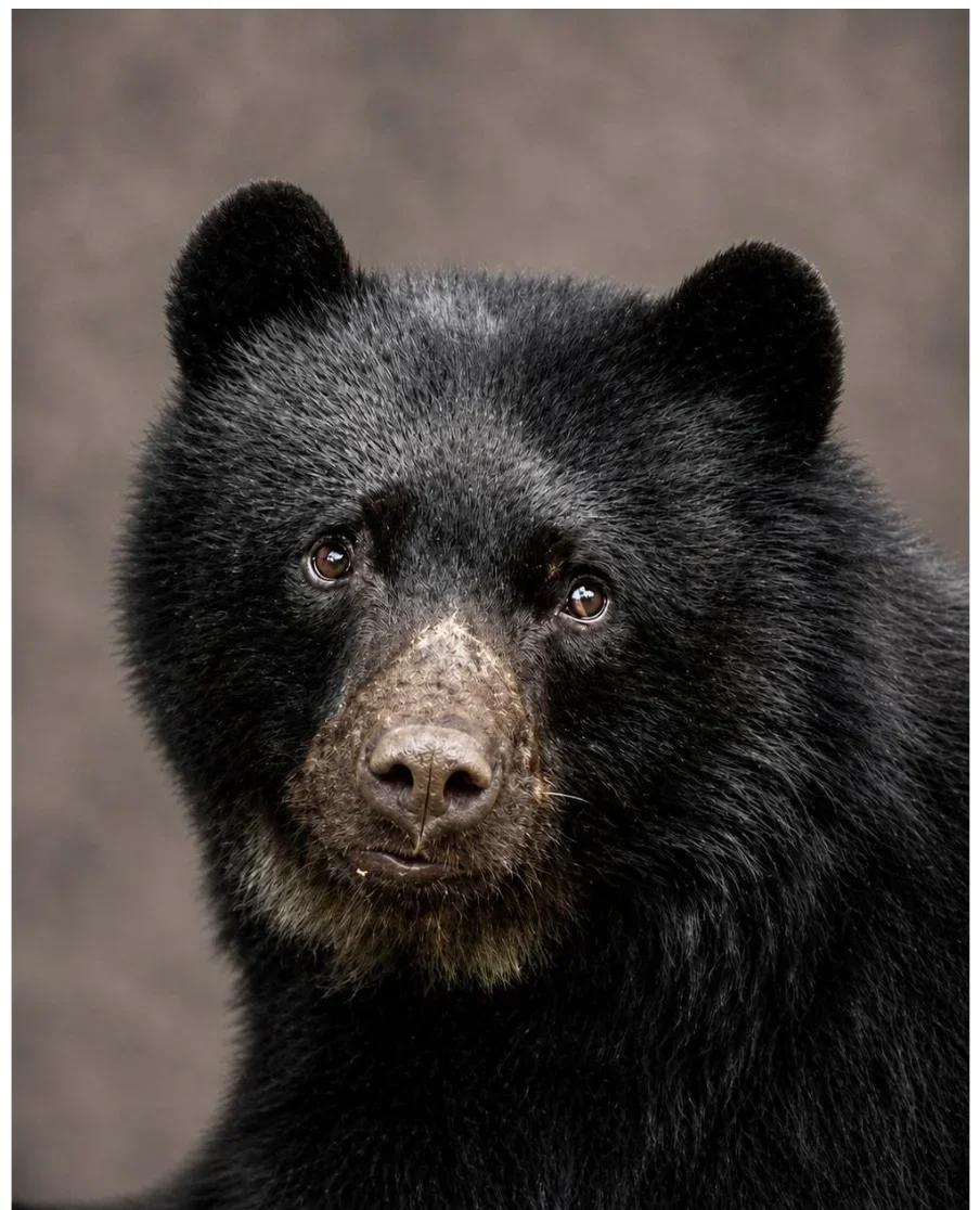 Oso de Anteojos